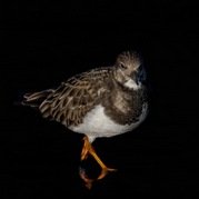 Stephen Nobbs - The Turnstone